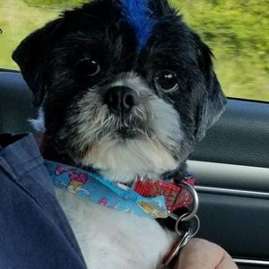 Meet your Posher, Denise